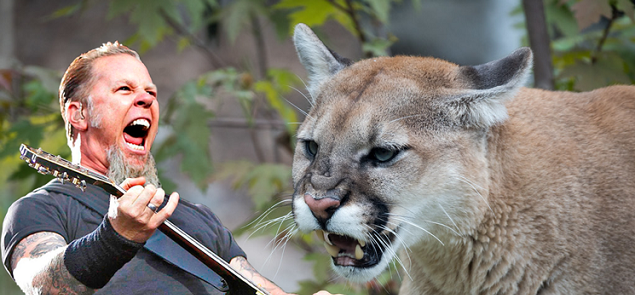 Cancin de Metallica salva a una excursionista del ataque de un puma